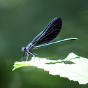 Ebony Jewelwing