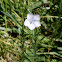 Pale flax