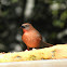 Red throated ant tanager