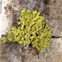 Lichen