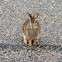 Eastern cottontail