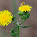 Sow thistle, cerraja