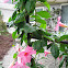 Mandevilla