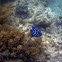 Juvenile Semi-circle Angelfish  