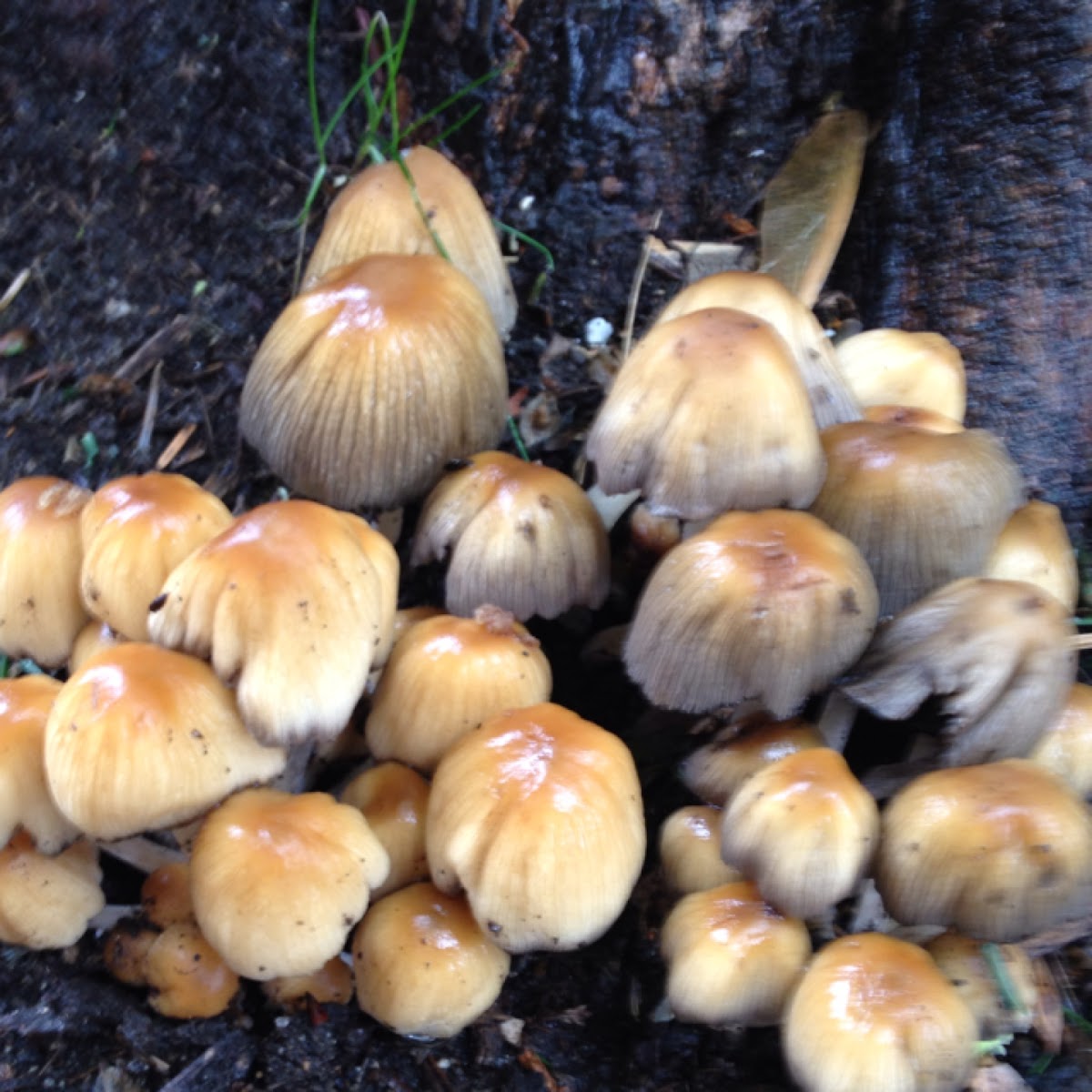Mica inky cap