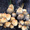 Mica inky cap