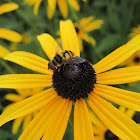 Transverse Flower Fly