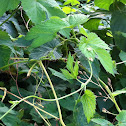 Common Hop
