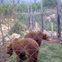 brown bear