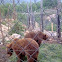 brown bear
