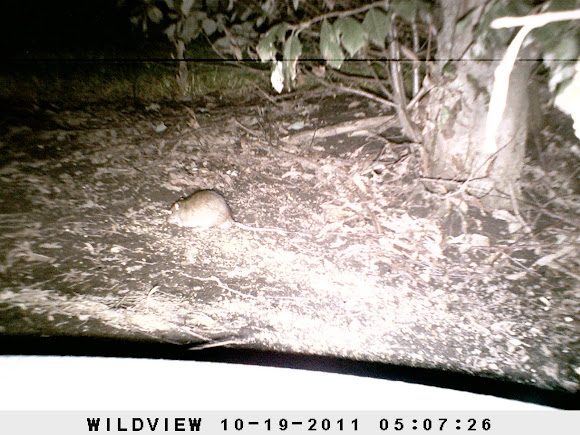 Spotting Image 1