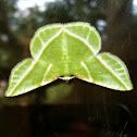 Blackberry Looper Moth
