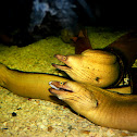 Green Moray Eel
