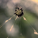 Spiny Orb Weaver