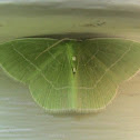 White-Fringed Emerald
