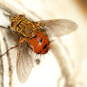 Tachnid Fly