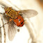 Tachnid Fly