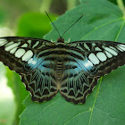 Blue Clipper