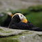 Tufted puffin