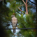 Red Shouldered Hawk