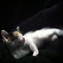 8-week-old kitten