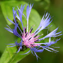 Mountain Cornflower (Berg-Flockenblume)