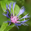 Mountain Cornflower (Berg-Flockenblume)