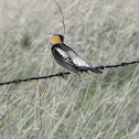 Bobolink