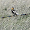 Bobolink