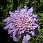 Pincushion