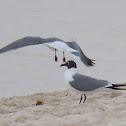 Laughing Gull