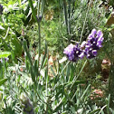 English lavender