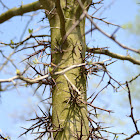 Honey locust