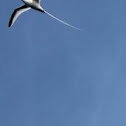 Red-billed tropicbird