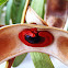 Acacia cyclops