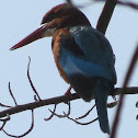 Kingfisher