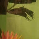 Betta