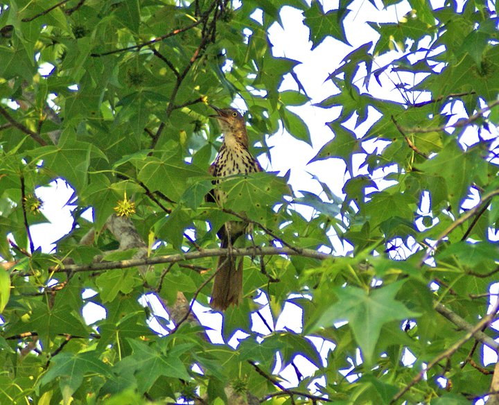 Brown Thrasher