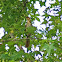 Brown Thrasher