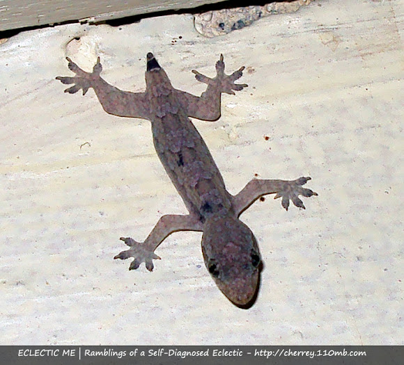 Philippine House Lizard Project Noah