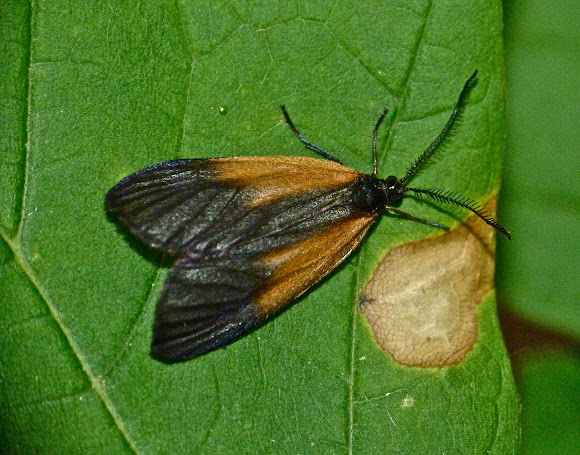 Spotting Image 1