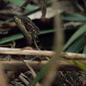 Brown basilisk