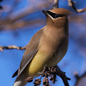 Cedar Waxwing