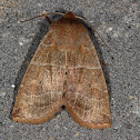 Morrison's Sallow