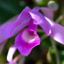 Guaria morada