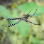 garden spider, cross spider