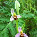 Bee Orchid