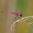Libélula (Violet Dropwing)