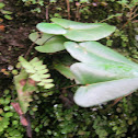 Heart fern