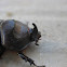 european rhinoceros beetle; escarabajo rinoceronte europeo